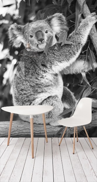 Bild på Koala in a eucalyptus tree Black and White